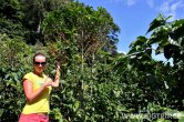 Panama - Bosque