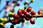Panama - Bosque