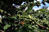 Panama - Bosque