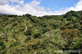 Panama - Bosque