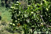 Panama - Bosque