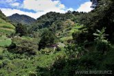 Panama - Bosque
