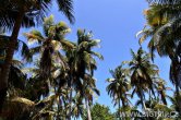 Belize - Tobacco Caye