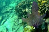 Belize - Tobacco Caye