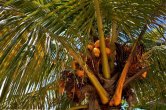 Belize - Tobacco Caye