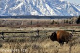 USA - Wyoming, NP Teton