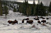 USA - Wyoming, NP Yellowstone