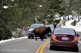 USA - Wyoming, NP Yellowstone