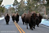 USA - Wyoming, NP Yellowstone