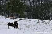 USA - Wyoming, NP Yellowstone