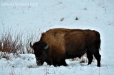 USA - Wyoming, NP Yellowstone