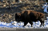 USA - Wyoming, NP Yellowstone