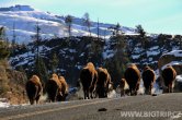 USA - Wyoming, NP Yellowstone