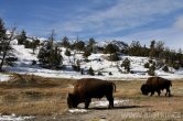 USA - Wyoming, NP Yellowstone