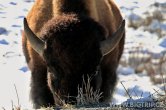 USA - Wyoming, NP Yellowstone