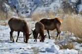 USA - Wyoming, NP Yellowstone