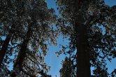 USA - California, Sequoia NP