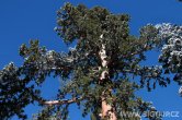 USA - California, Sequoia NP