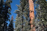 USA - California, Sequoia NP