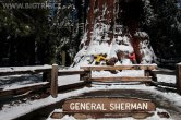 USA - California, Sequoia NP