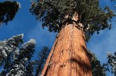 USA - California, Sequoia NP