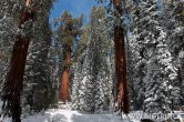 USA - California, Sequoia NP