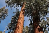 USA - California, Sequoia NP