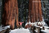 USA - California, Sequoia NP