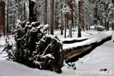 USA - California, Sequoia NP