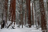 USA - California, Sequoia NP