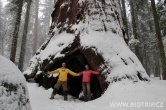 USA - California, Sequoia NP