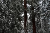 USA - California, Sequoia NP