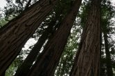 USA - California - NP Muir
