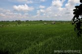 Indonésie - Bali - Tegalalang