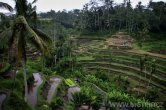 Indonésie - Bali - Tegalalang