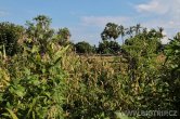 Indonesie - Bali - Selang