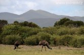 Austrálie - Wilsons promontory NP