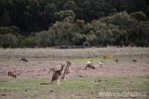 Austrálie - Great Ocean Road