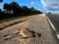 Austrálie 03 - komorní Adelaide, opálové podzemí Coober Pedy a jedinečný Oodnadatta track outbackem