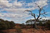 Austrálie - Kings Canyon NP