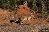 Austrálie - Kakadu NP