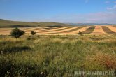 Mongolsko