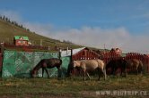 Mongolsko