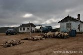 Mongolsko