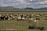 Mongolsko