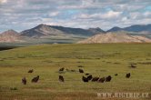Mongolsko