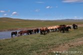 Mongolsko