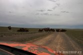 Mongolsko