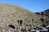 Tanzánie - Kilimanjaro - Leden 2012