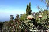 Tanzánie - Kilimanjaro - Leden 2012